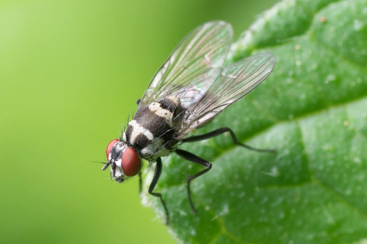 Black and Red Flying Insect Perched on Green Leaf