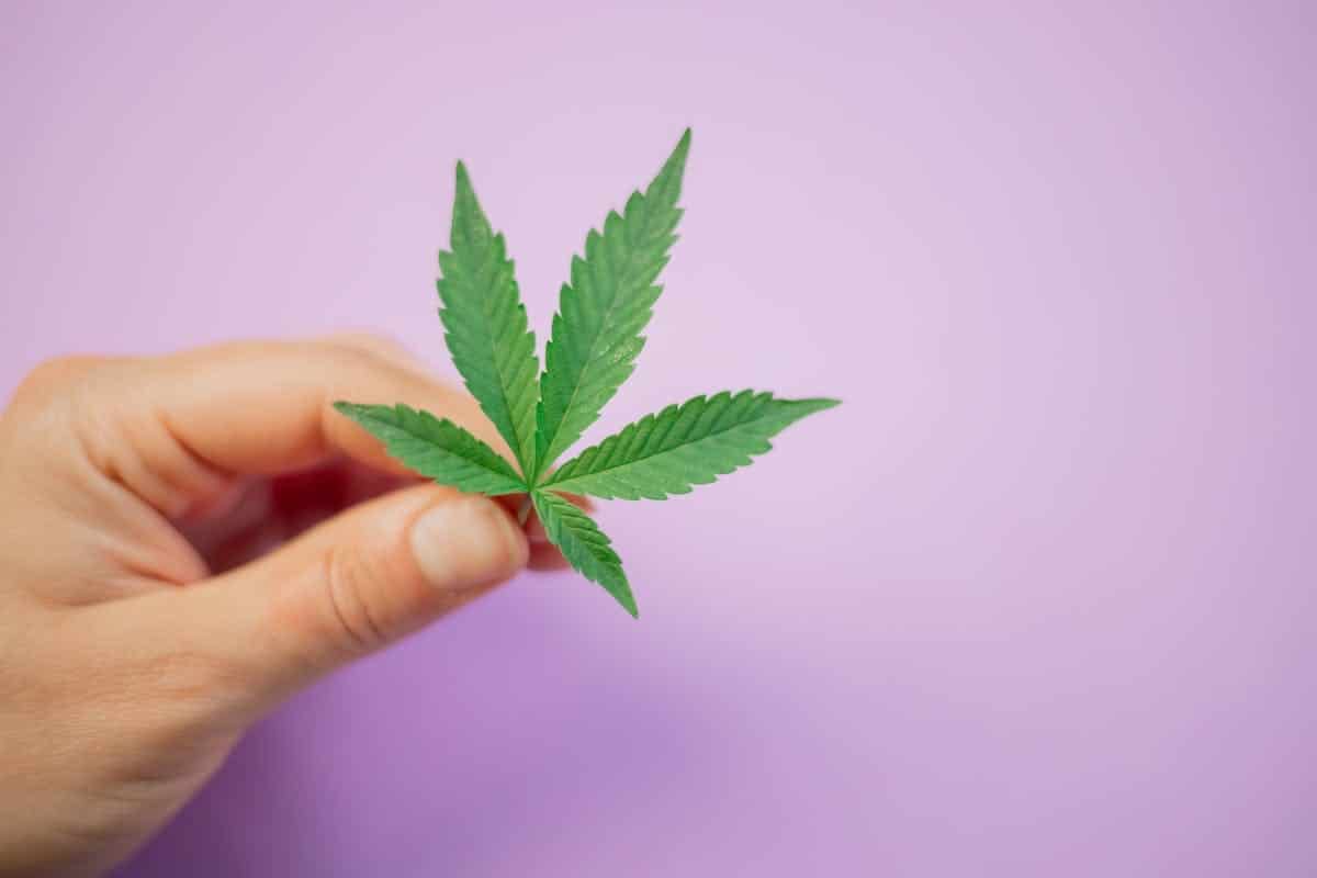 cbd  cannabis